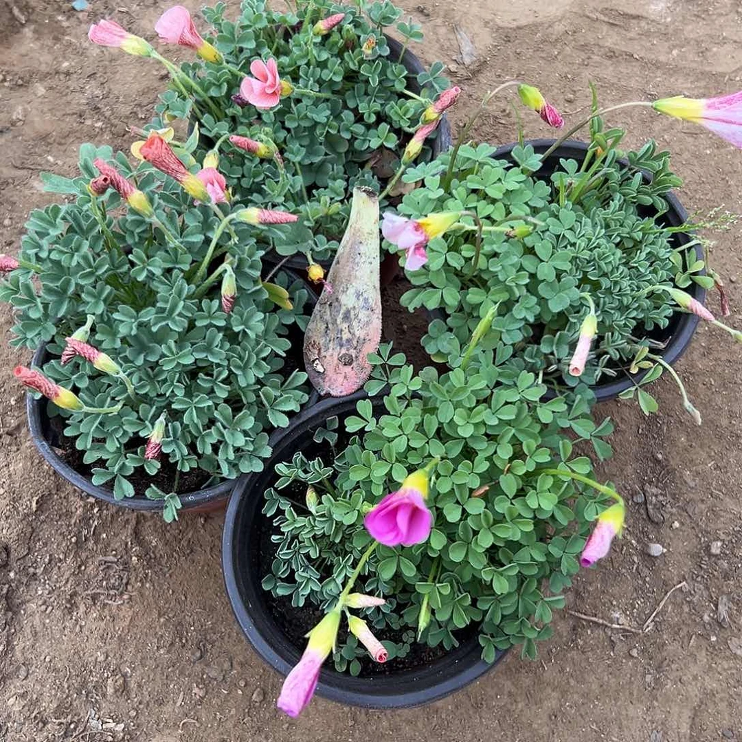 多肉植物四盆酢浆草