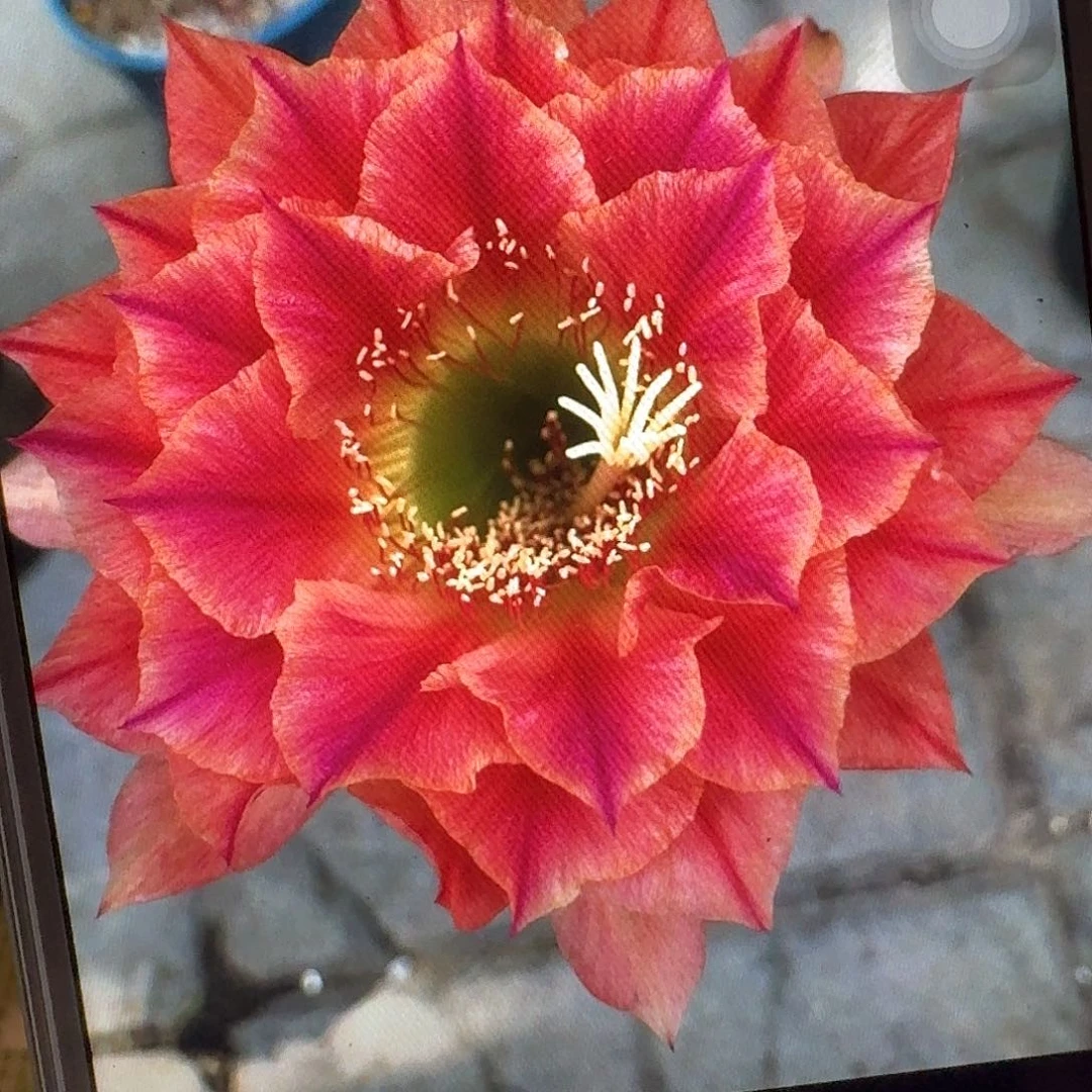 火焰超越侧芽5公分毛花柱仙人球