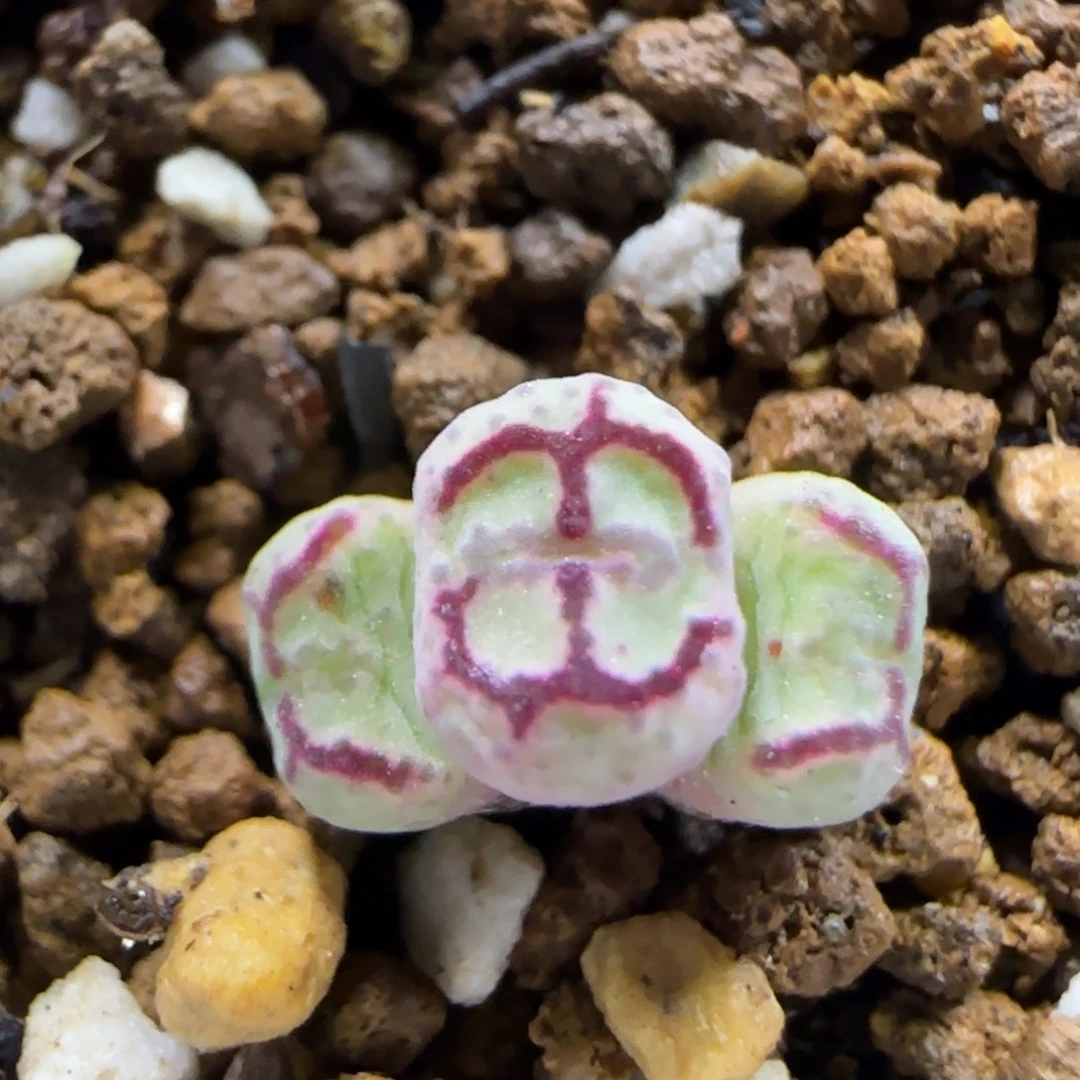 9.5。超猴一颗。  5003