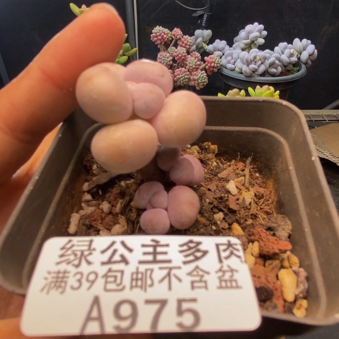 975橙奶多肉肉2c m