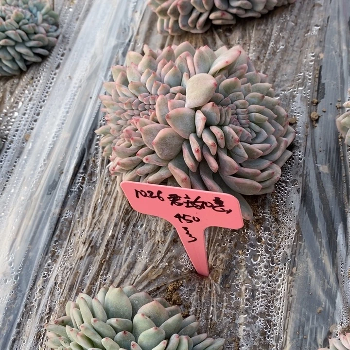 福多多花卉园艺星影锦