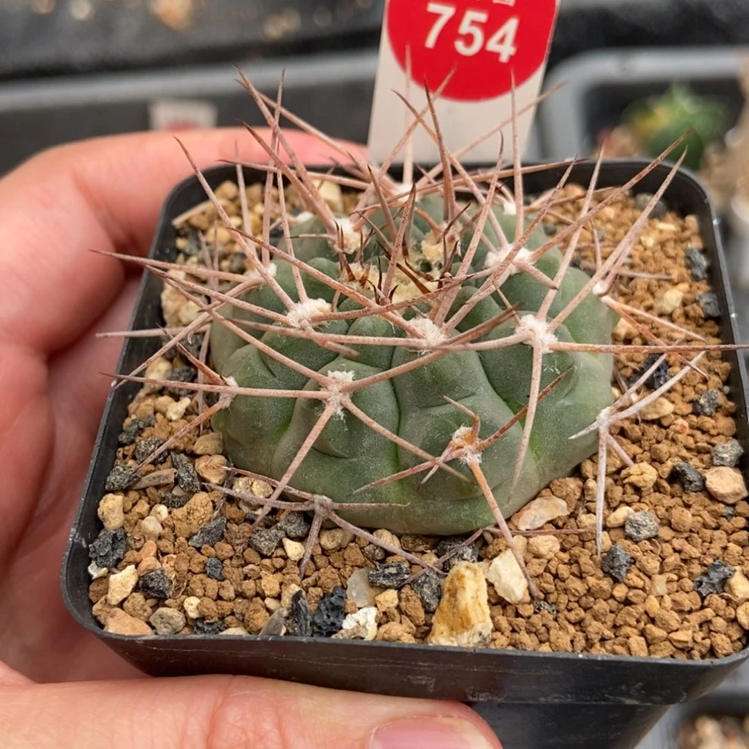 实生阵太刀4.4cm一棵仙人球