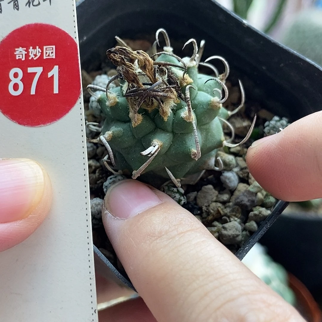 实生碳刺老娇丽2.7cm一棵