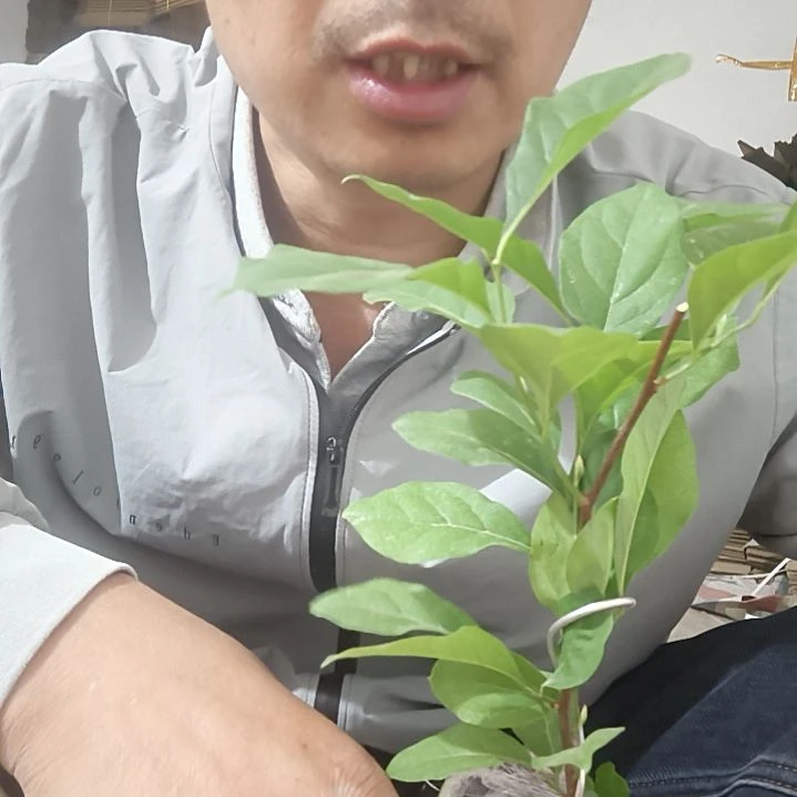 无花朵818金弹子嫁接苗