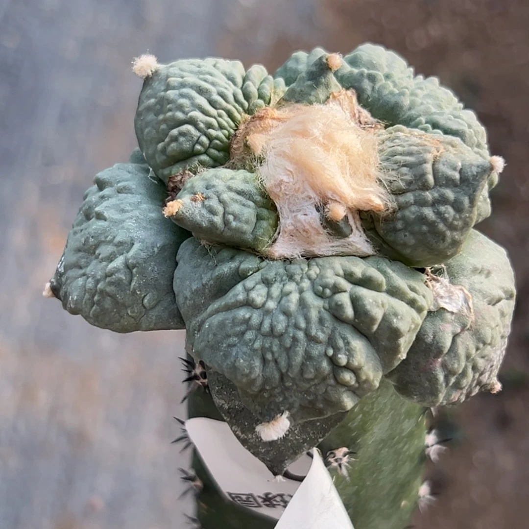 112 仙人球和小鸟的