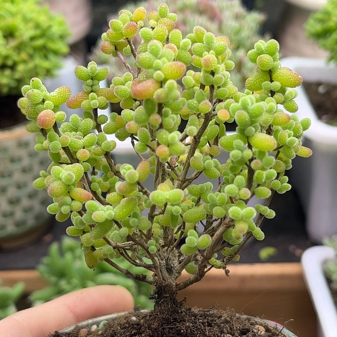 26金桔带盆优选枝干