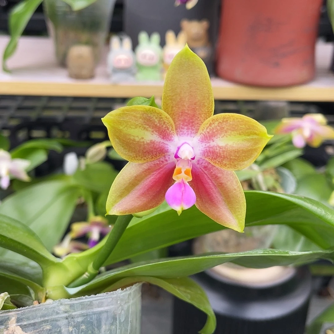 完全开放11111112222