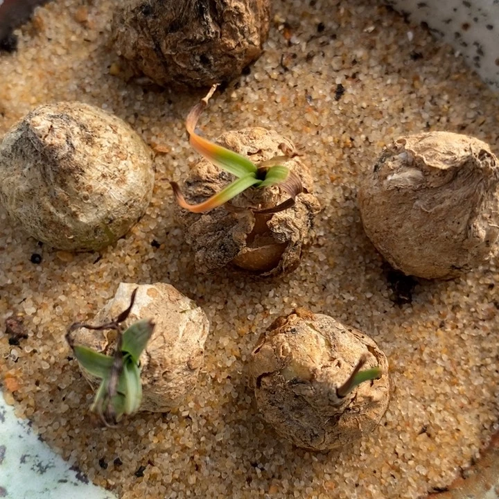 弹簧草一颗弹簧草