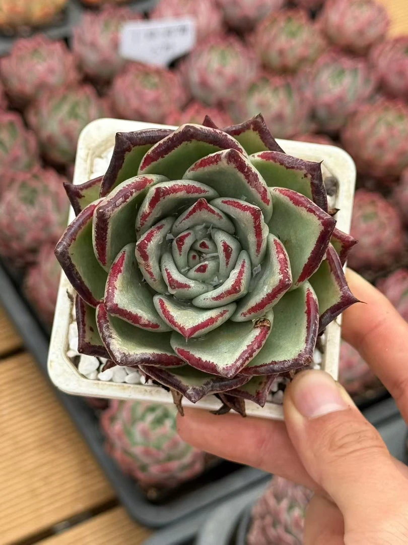 8#乌木多肉植物     前男友精品多肉