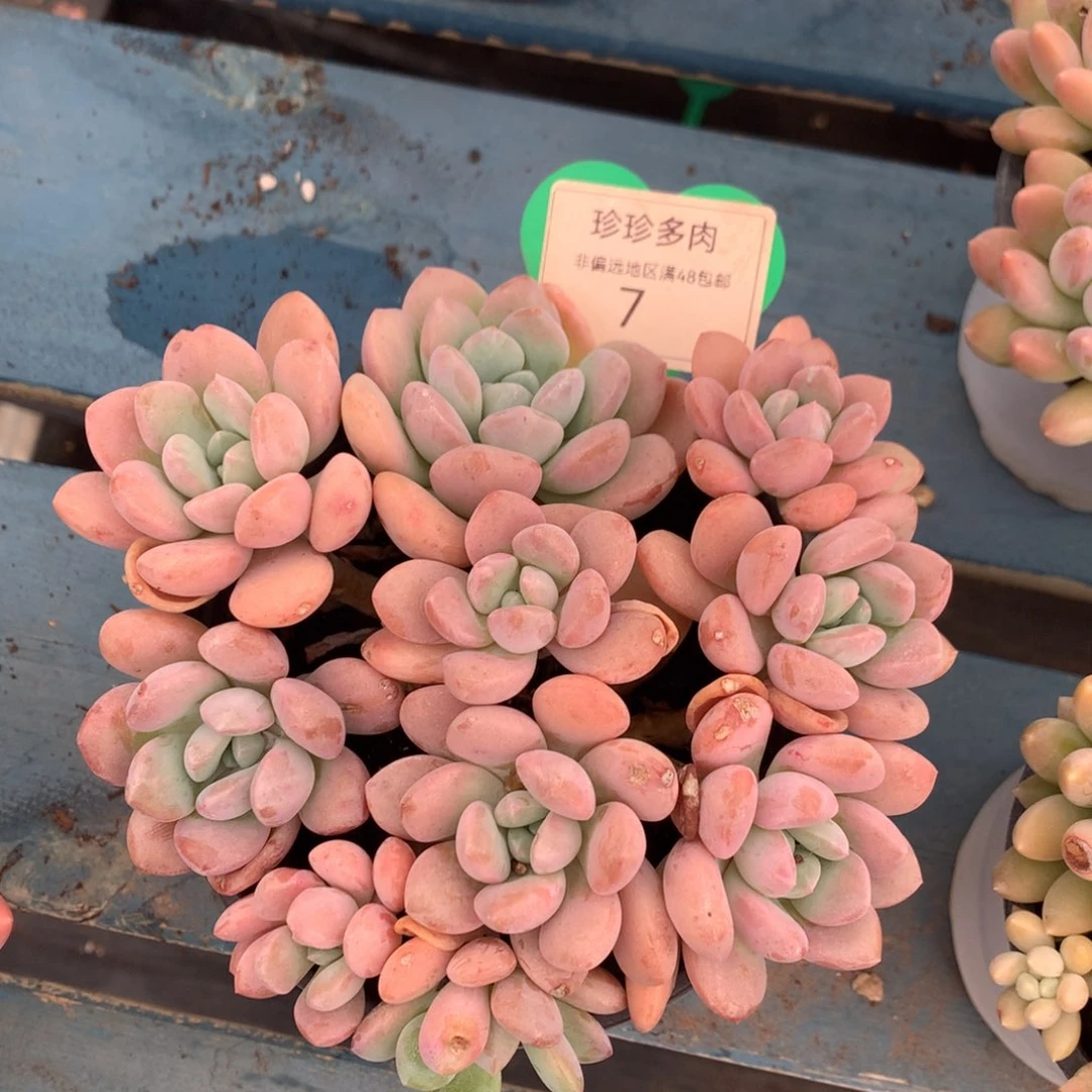 白露老桩无砍平头7