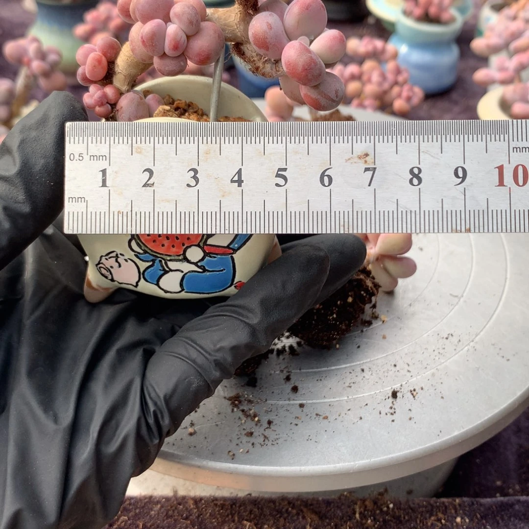 M***g6颗偏远不包邮的的的的