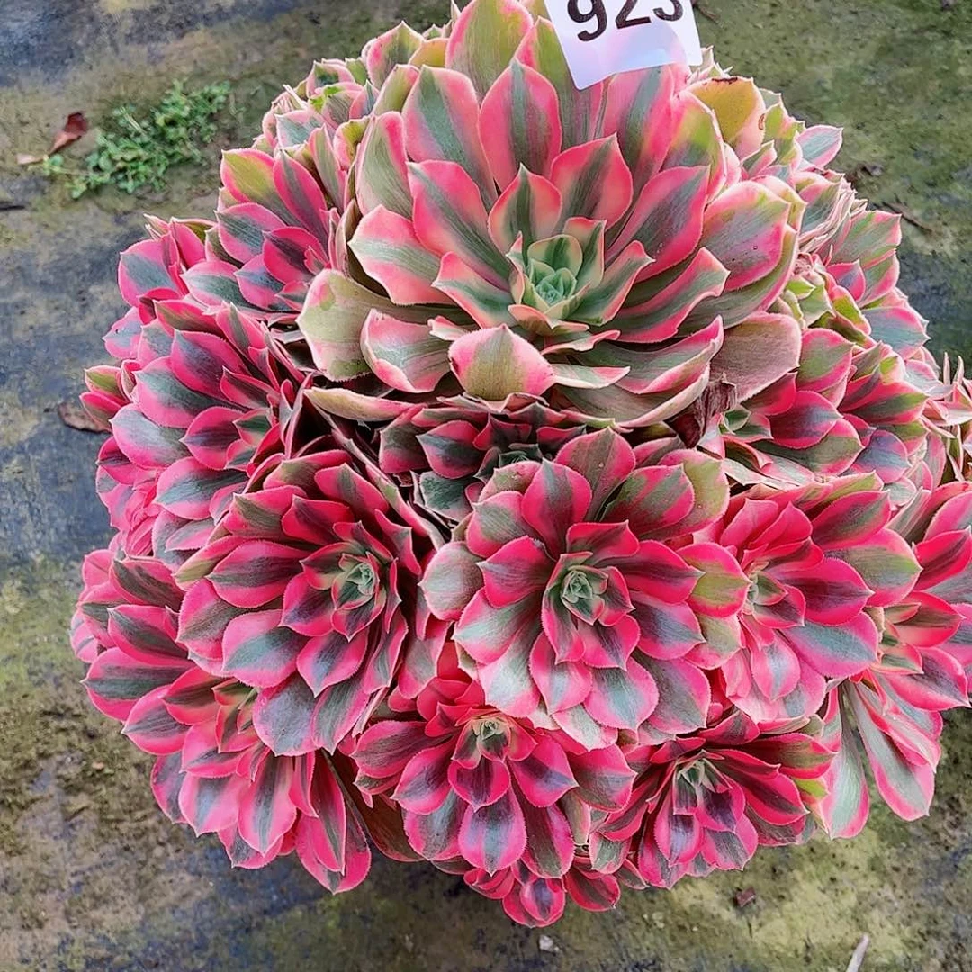 无花朵云***，多肉植物女妖923