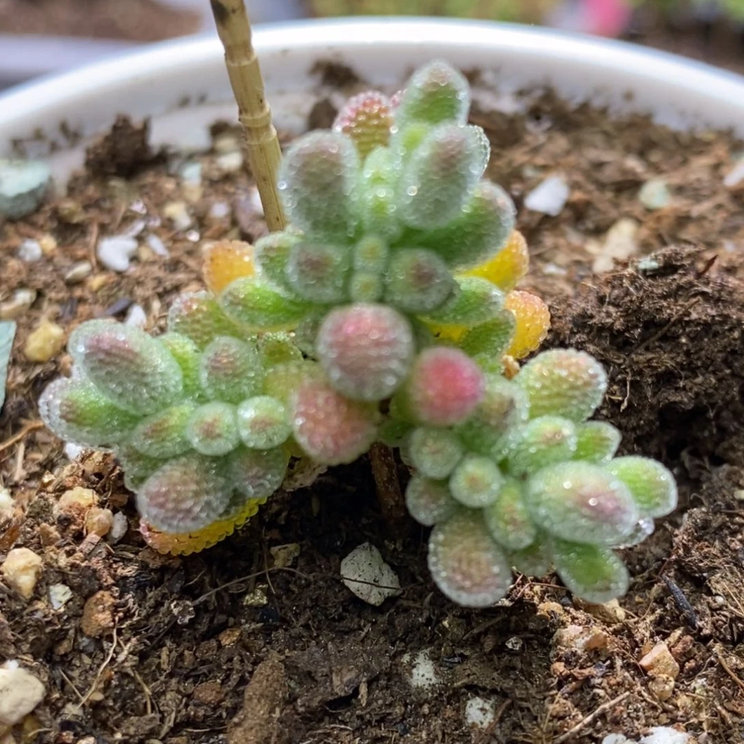 5*7冰晶杂枝干番杏D054