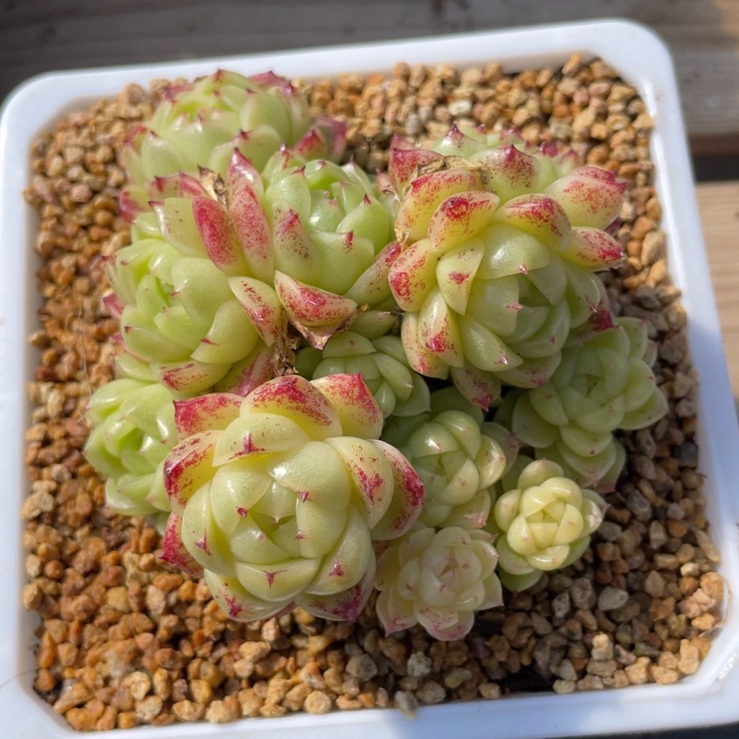 优选麦杆多肉福利2593