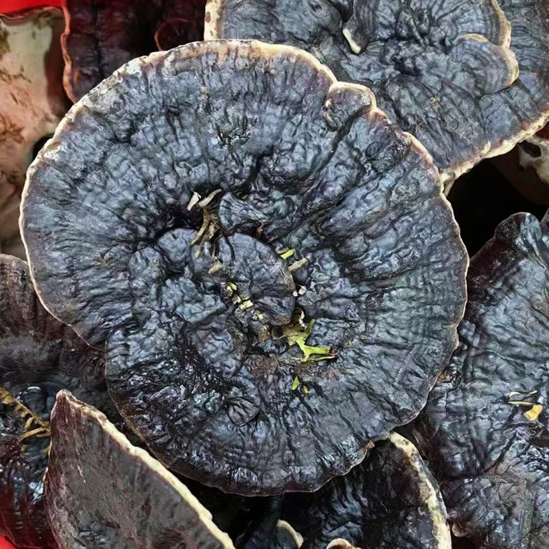 【野金边黑灵芝 】 长白山深山金边黑灵芝