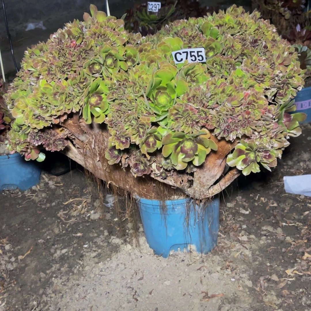 玫瑰法师16////25包邮