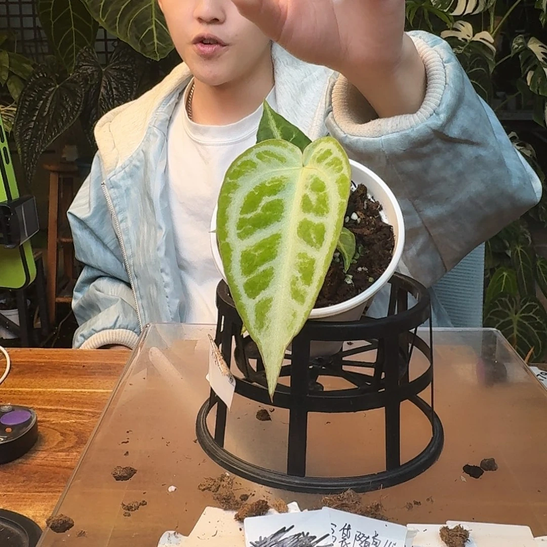 不开花植物K92超级银杂银色面纱