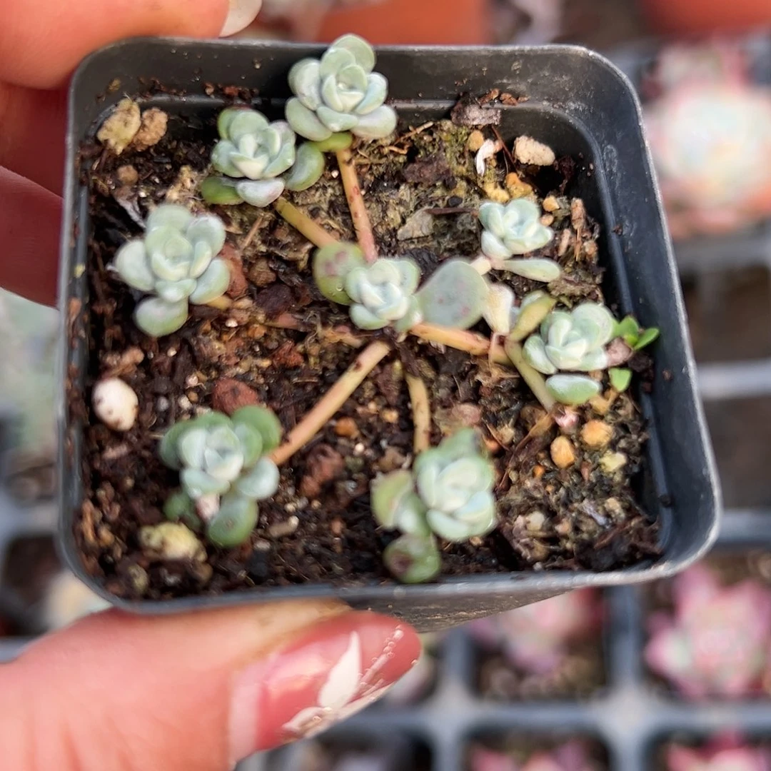 多肉植物白霜多肉