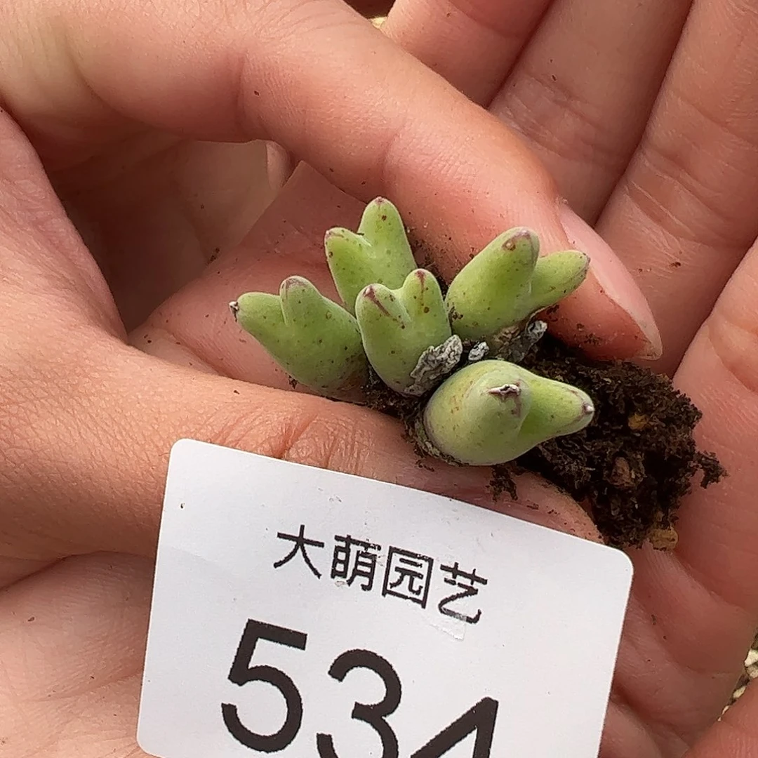0000534 一物一拍……