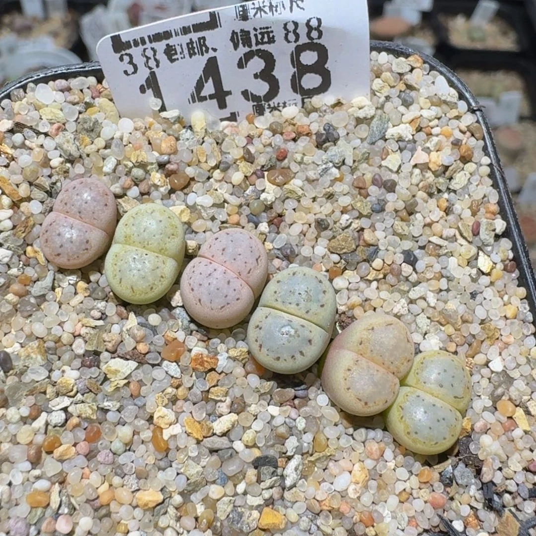 zzzzz生石花肉锥1438编号饼