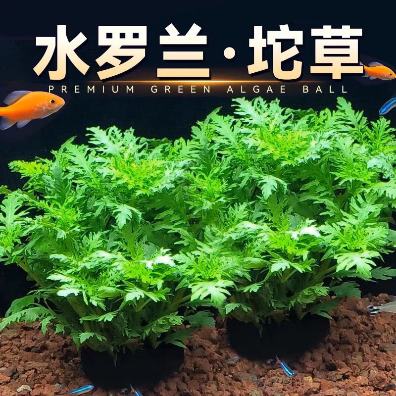 【水罗兰水草】净化水质超强鱼缸造景特别好养非常皮实台风宝莲灯