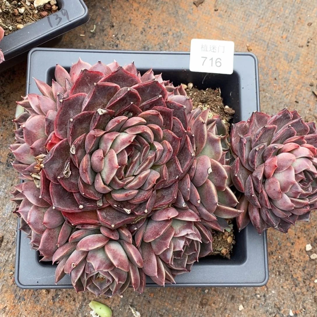 倾***8杂交精品多肉716