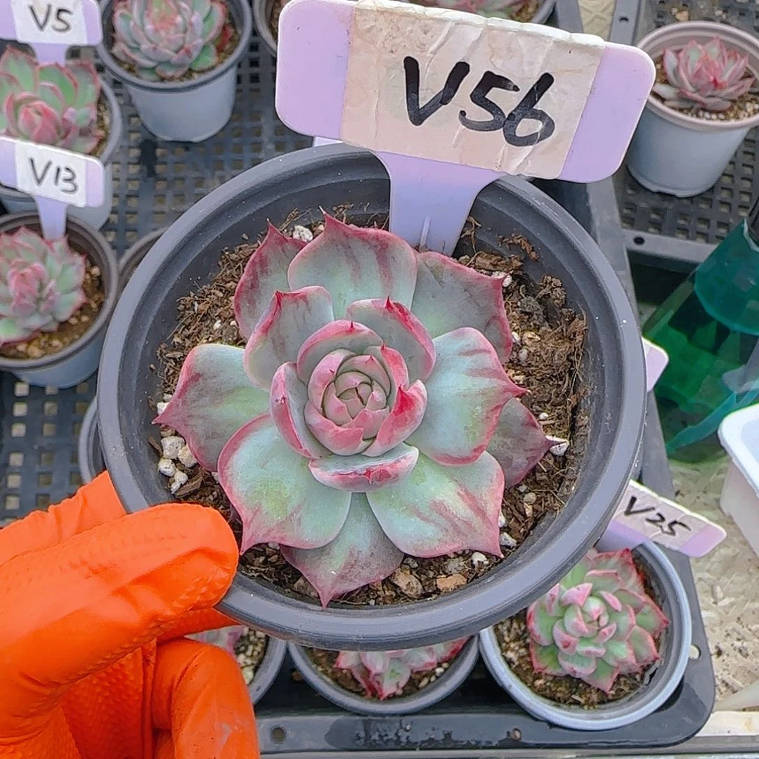 波*?V56惊鸿单头多肉