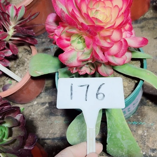 多肉植物的栗子体gear