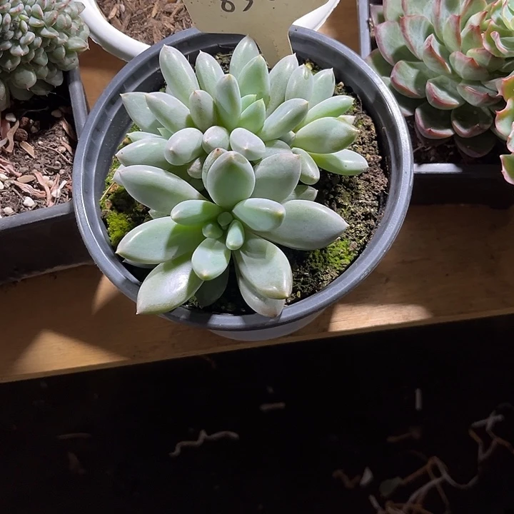 蓝***鸟0000000000000000858