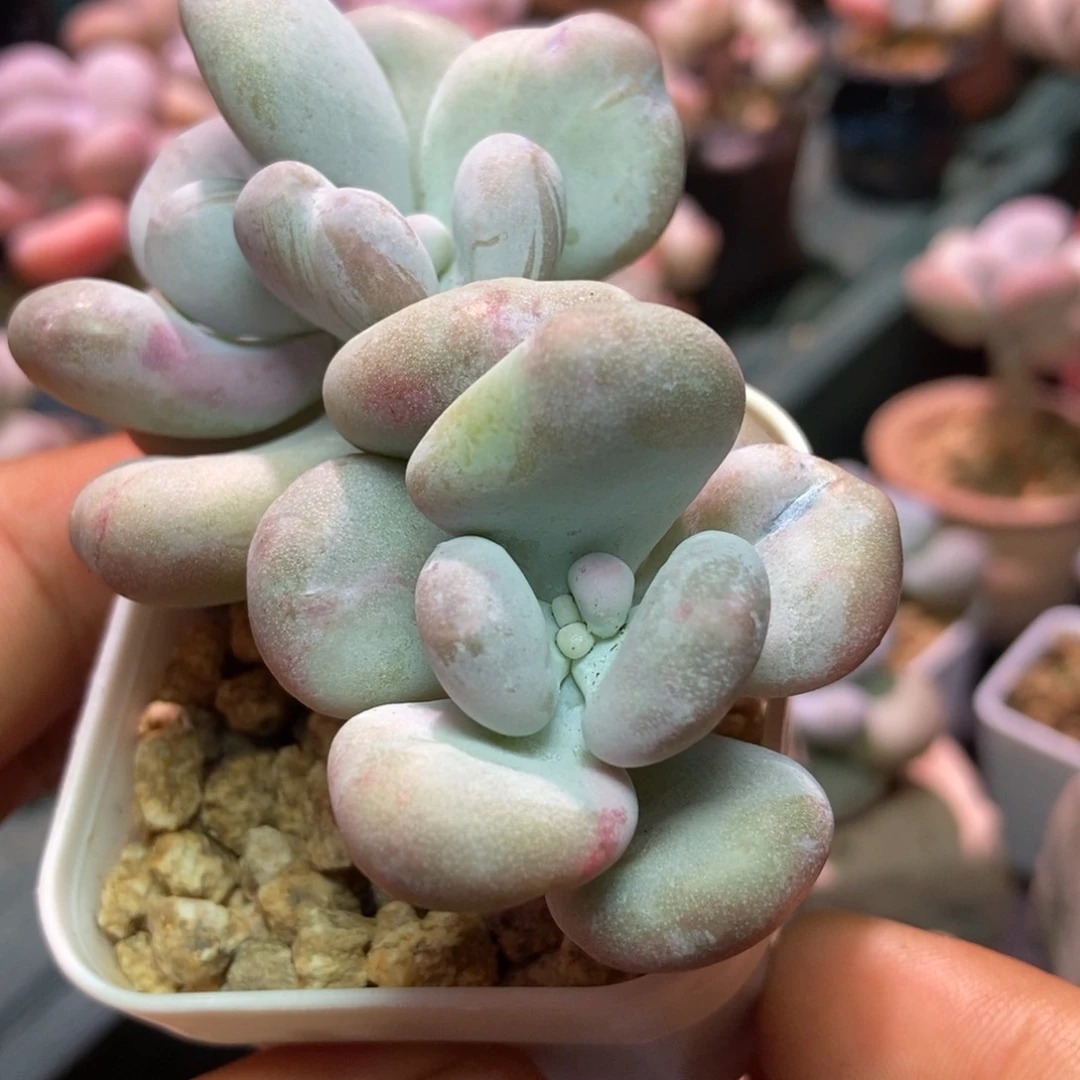 油煎一物一拍多肉植物