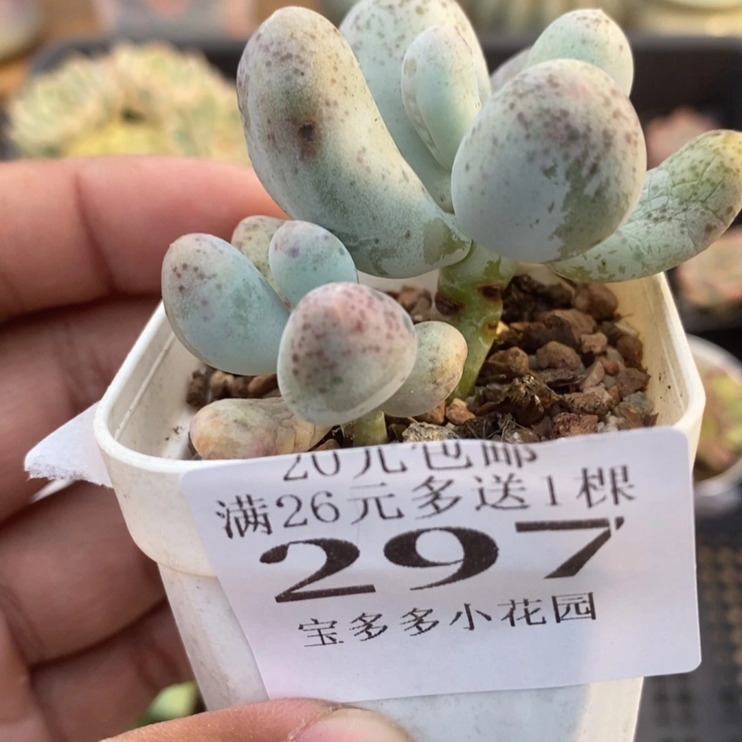双头米可奶酪一物一拍满20包邮满26送一颗多肉
