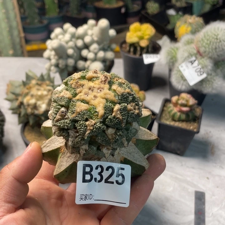 不***人325黑牡丹一个仙人球