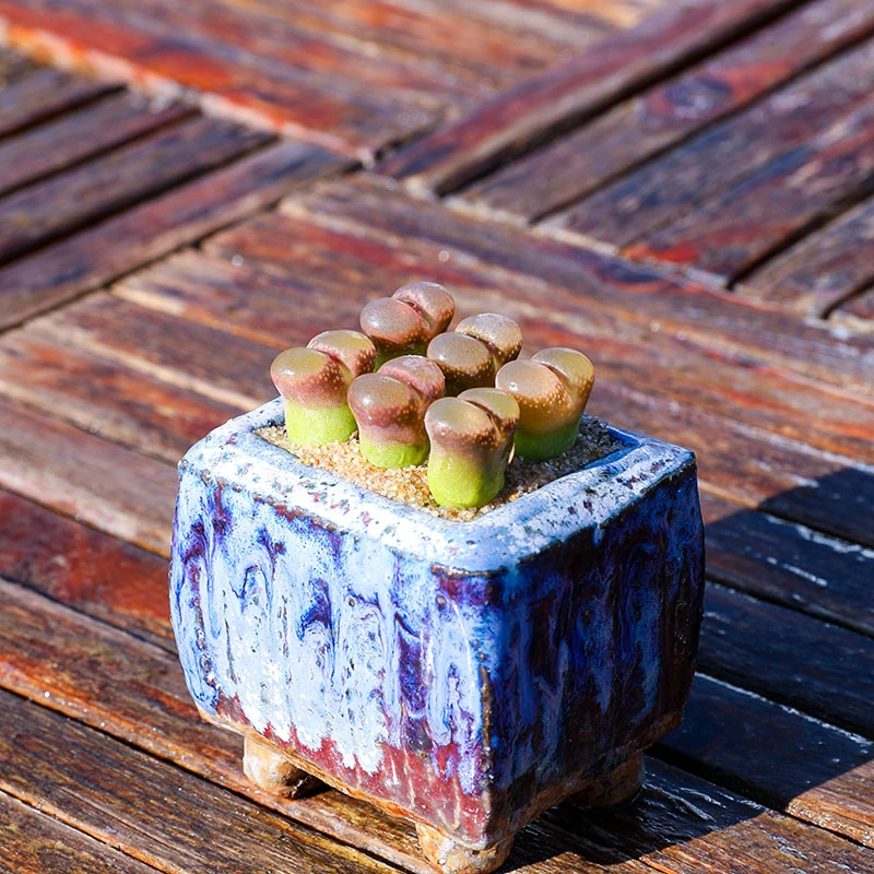 肉锥CM10风铃玉2颗 多肉植物 红风铃玉 稀有肉锥趣味组合盆栽