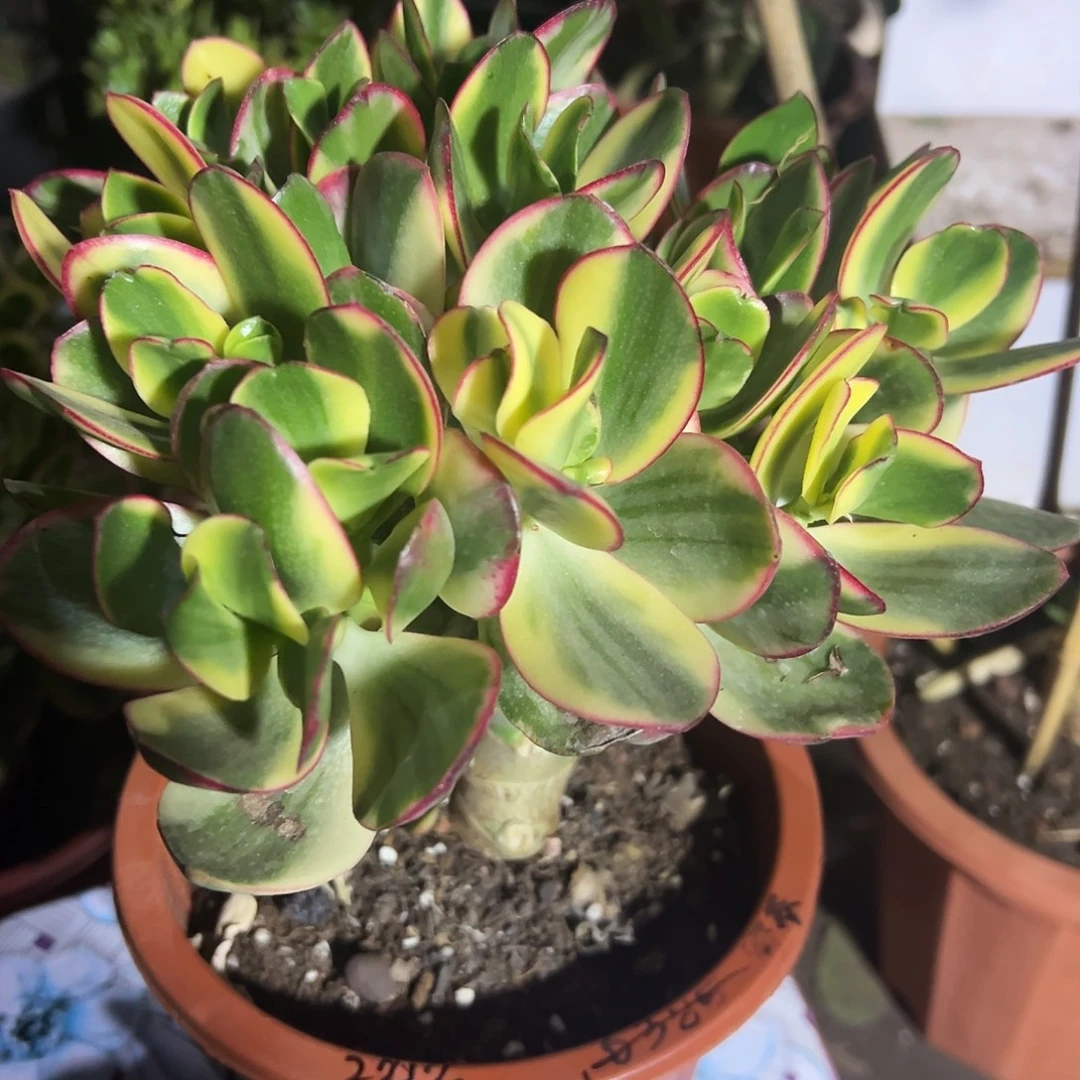 静***变稀有新花月锦带土球发货2212