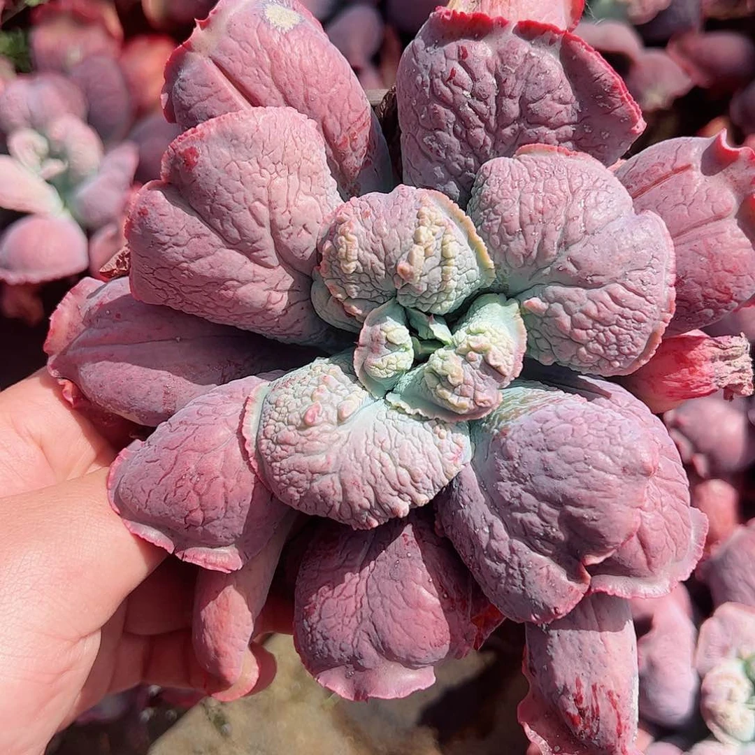 狂野男爵大单头老桩