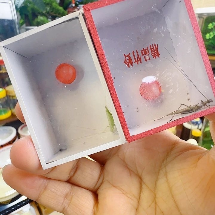 青竹➕紫竹啊啊啊啊啊