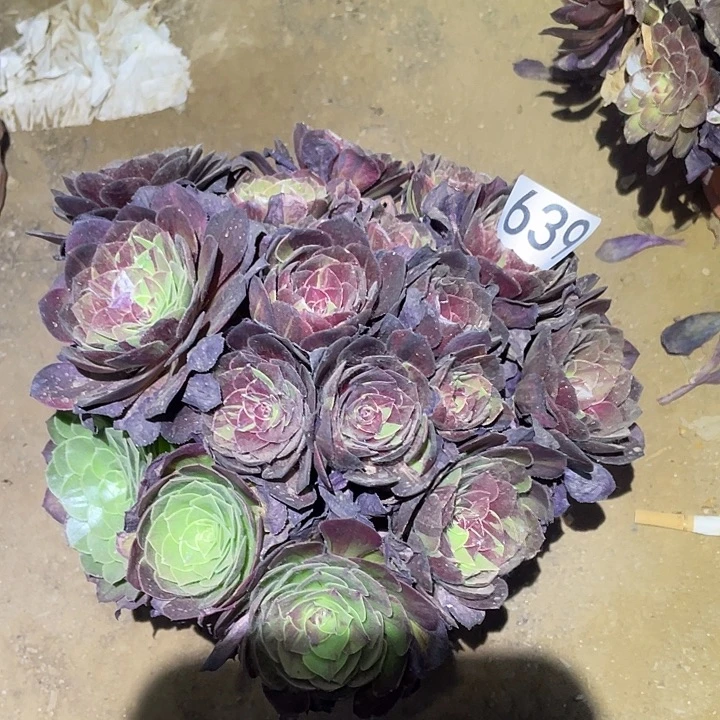 多肉植物法师639花月夜