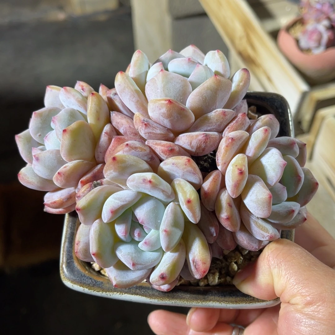 橙子特价 一物一拍不支持退换