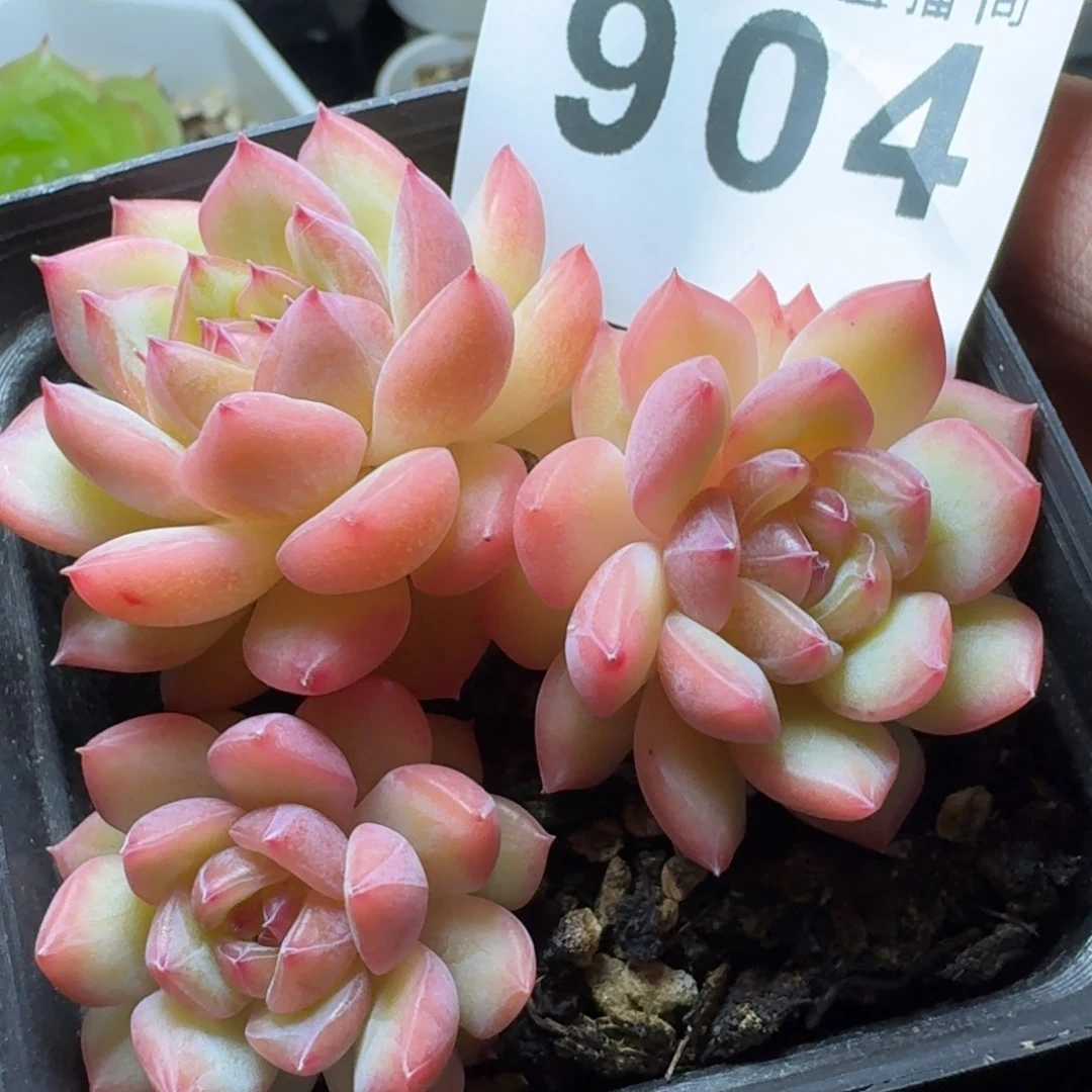 寒绯        平安福寿多，财运福运走上坡