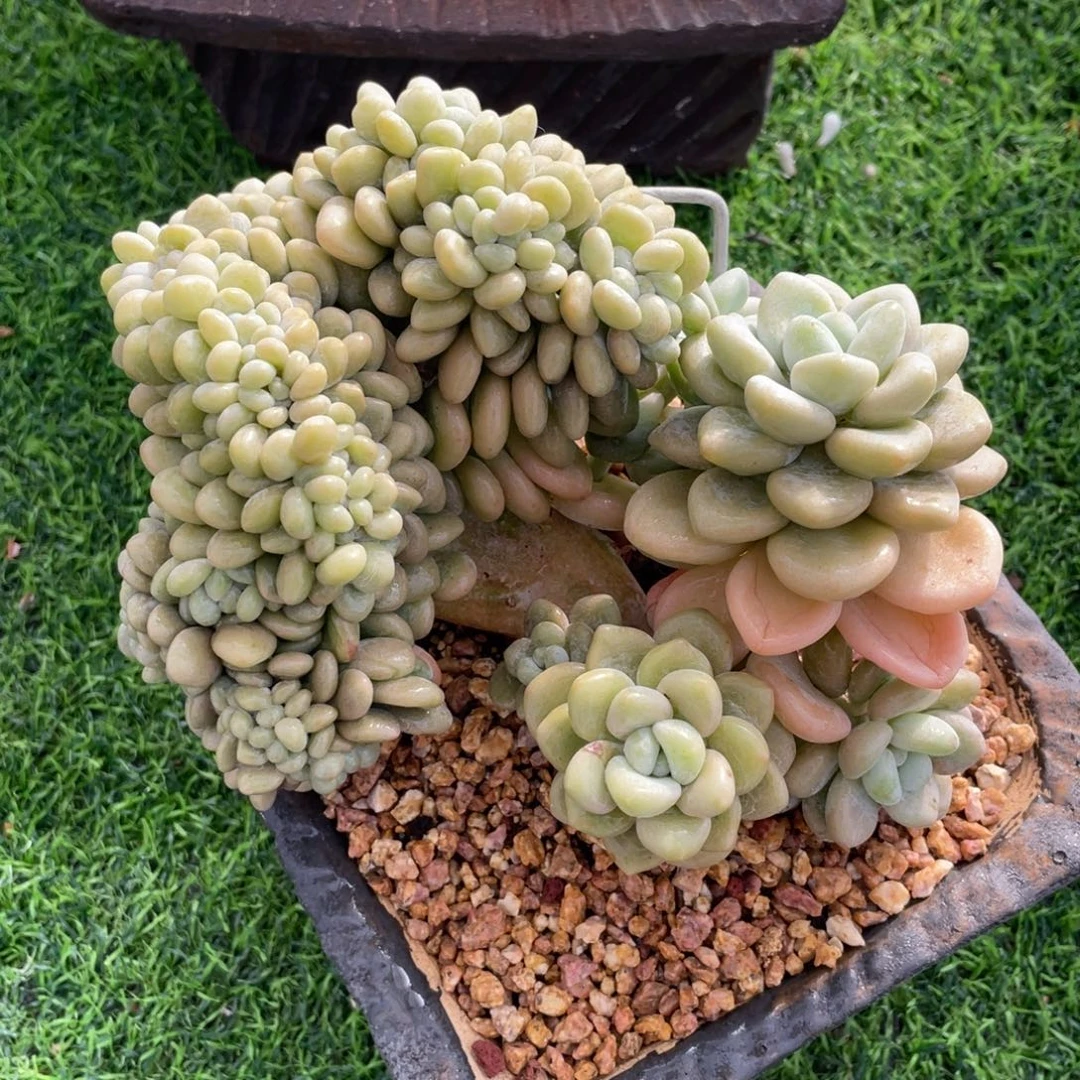 香水洛神缀化 多肉植物