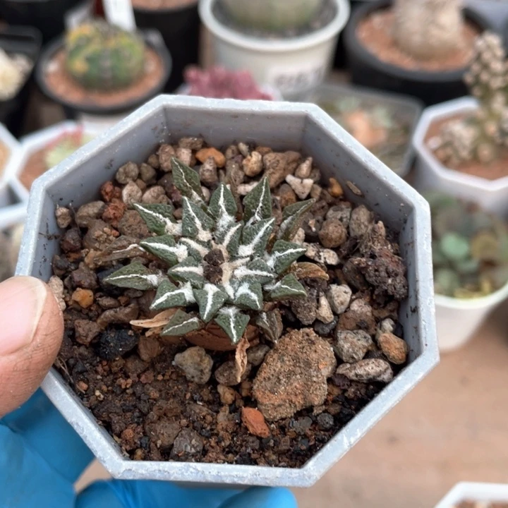 029实生黑牡丹仙人球