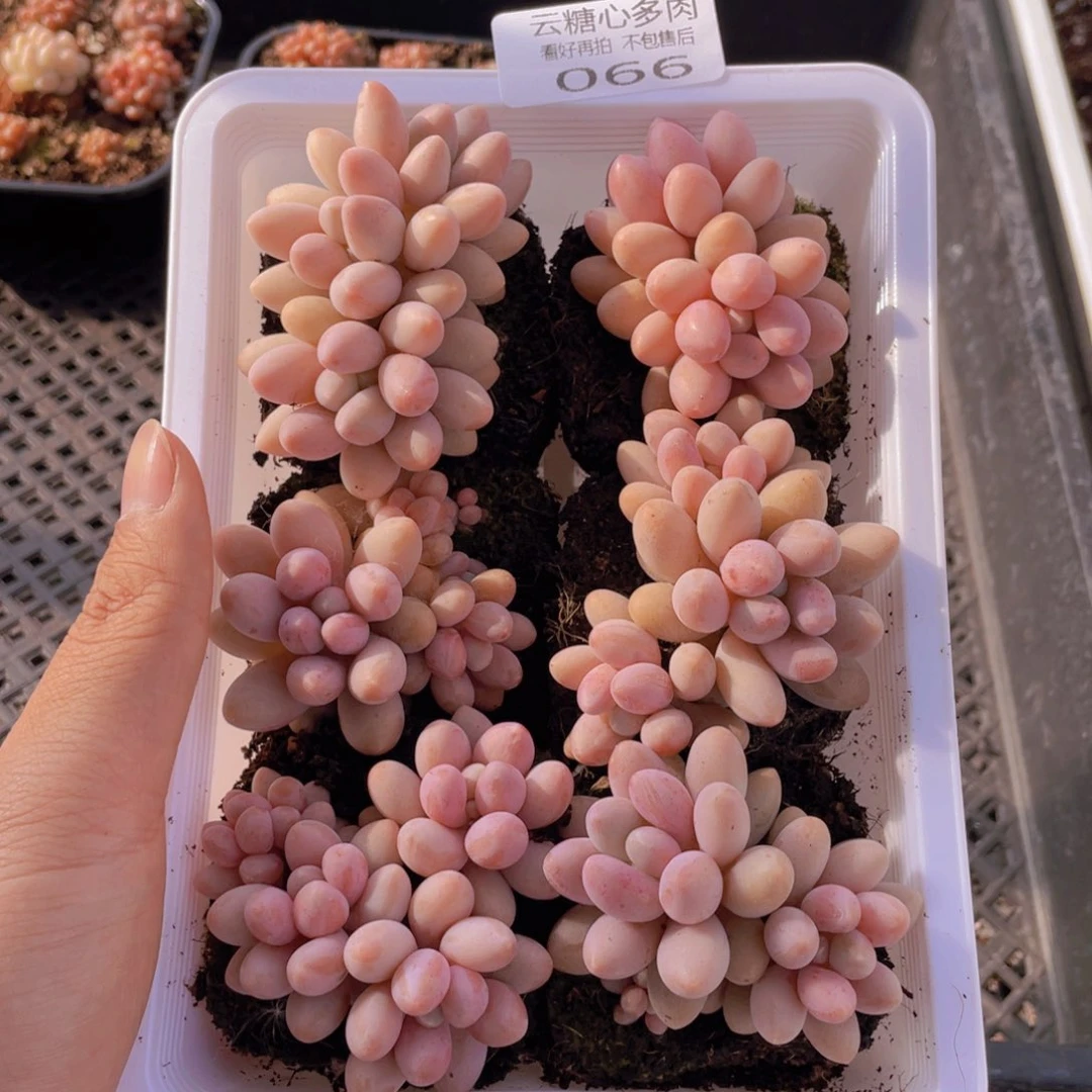 云糖心多肉植物66