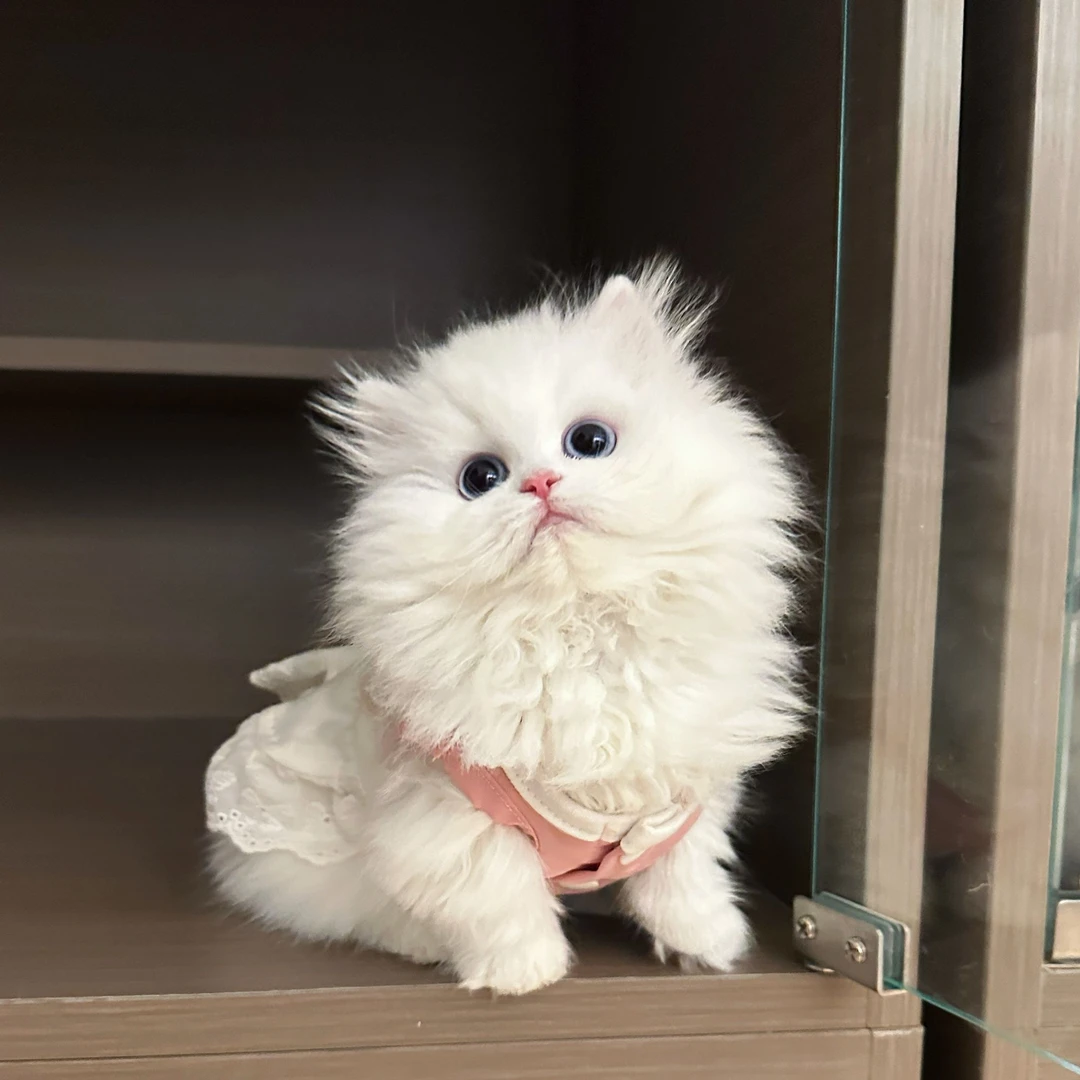 【牛哥只卖好猫】全品种猫咪活体链接