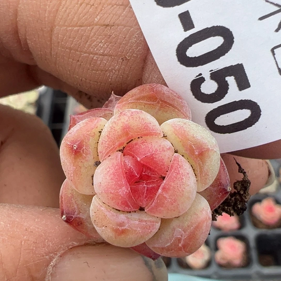 小卡拉米糖心一物一拍20-50