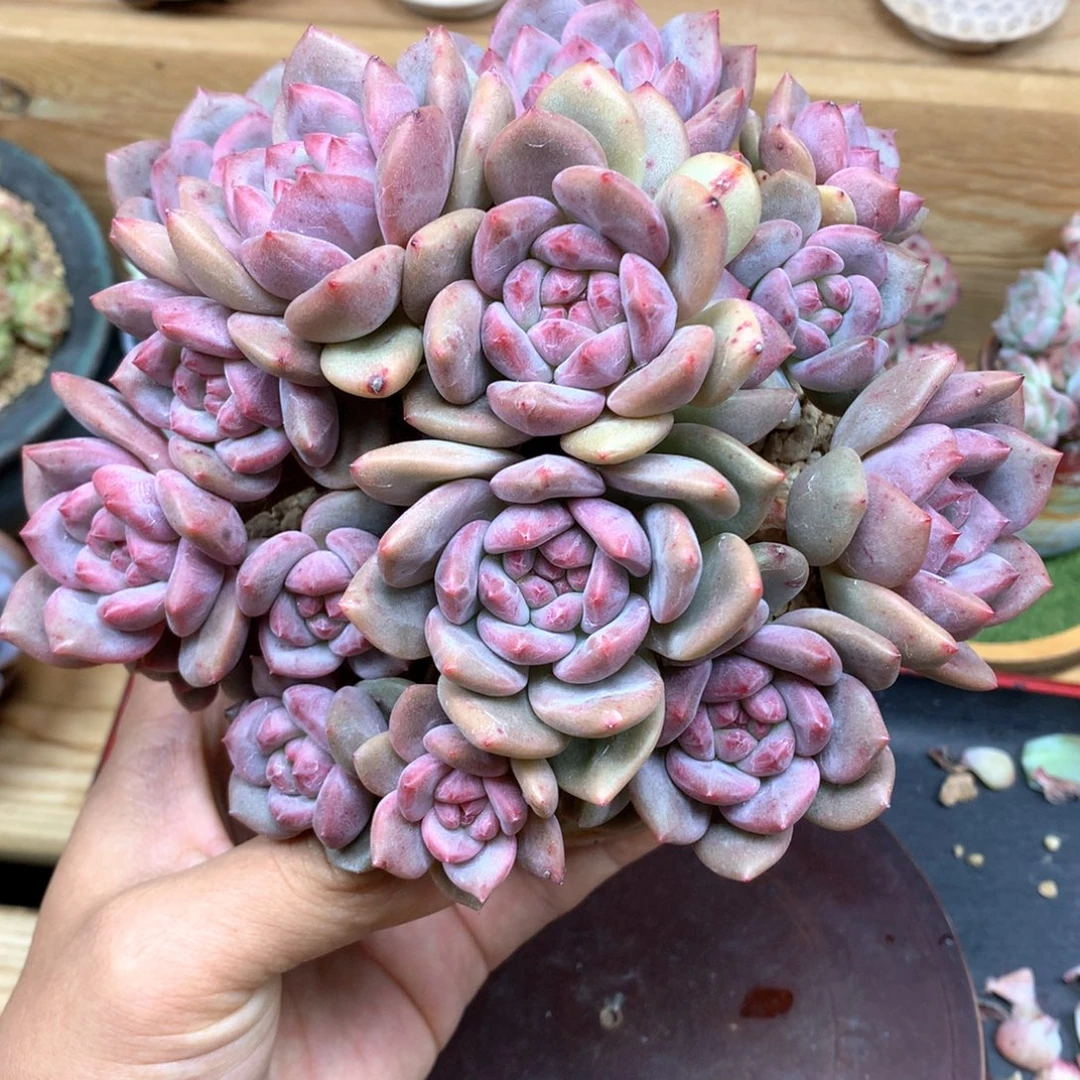 爱丽儿一物一拍有摘心