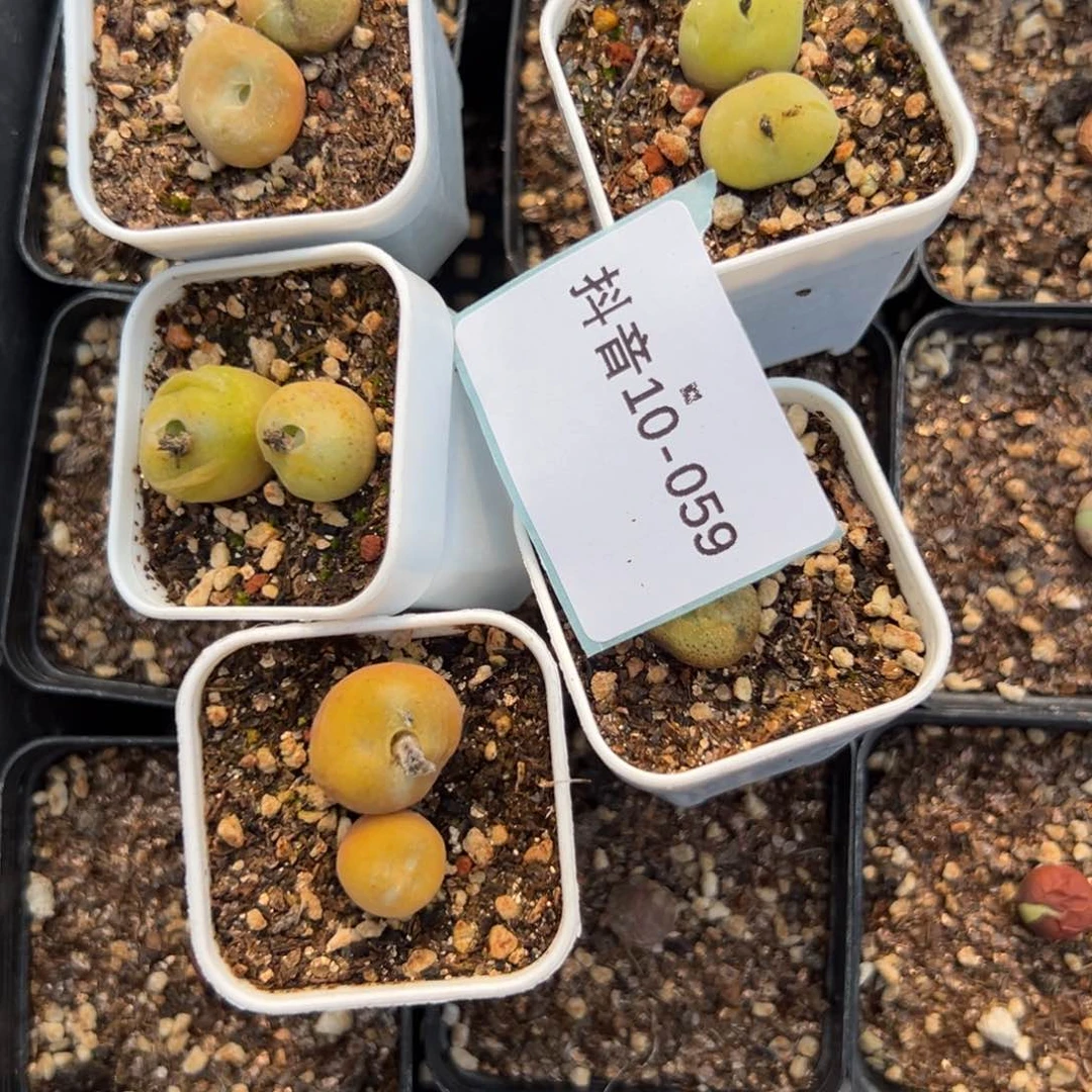 10-59量拍空卡佛一颗。多肉