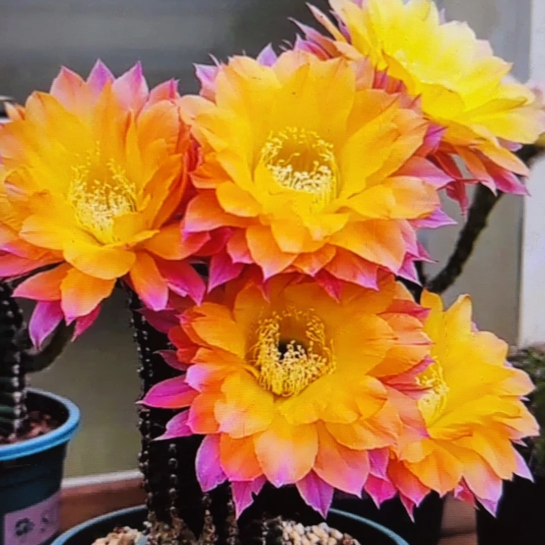 激流彩侧牙20包邮仙人球28