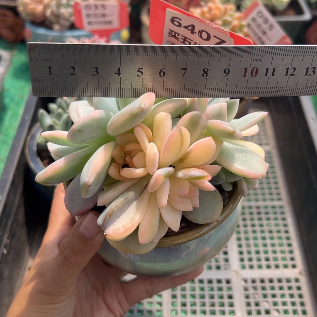 表妹精品多肉植物6407.