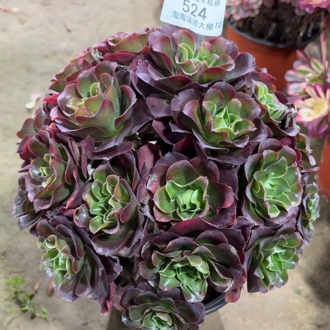 524魅金玫瑰多肉植物法师