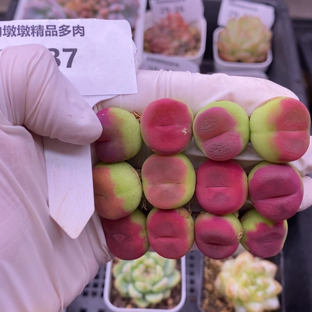 【闪购商品】圈**?29-37